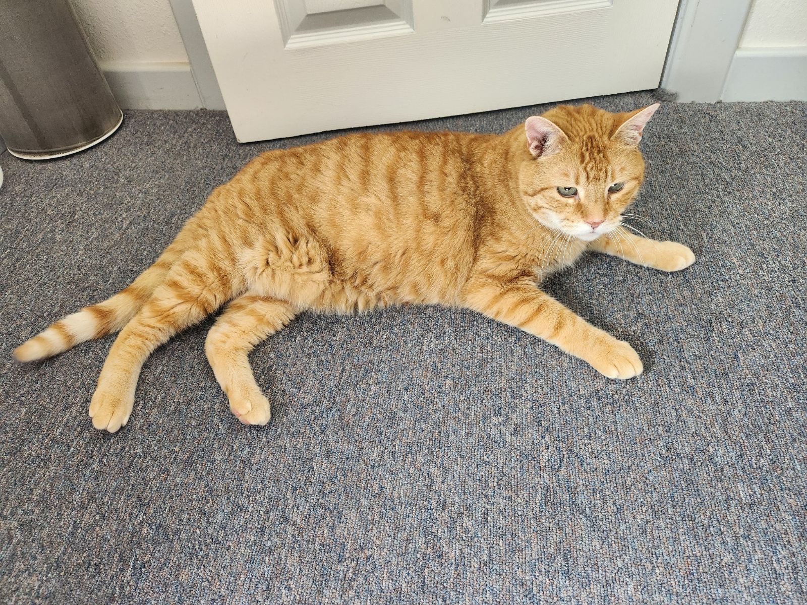 Cat for adoption Mikey, a Tabby in Cheyenne, WY Petfinder