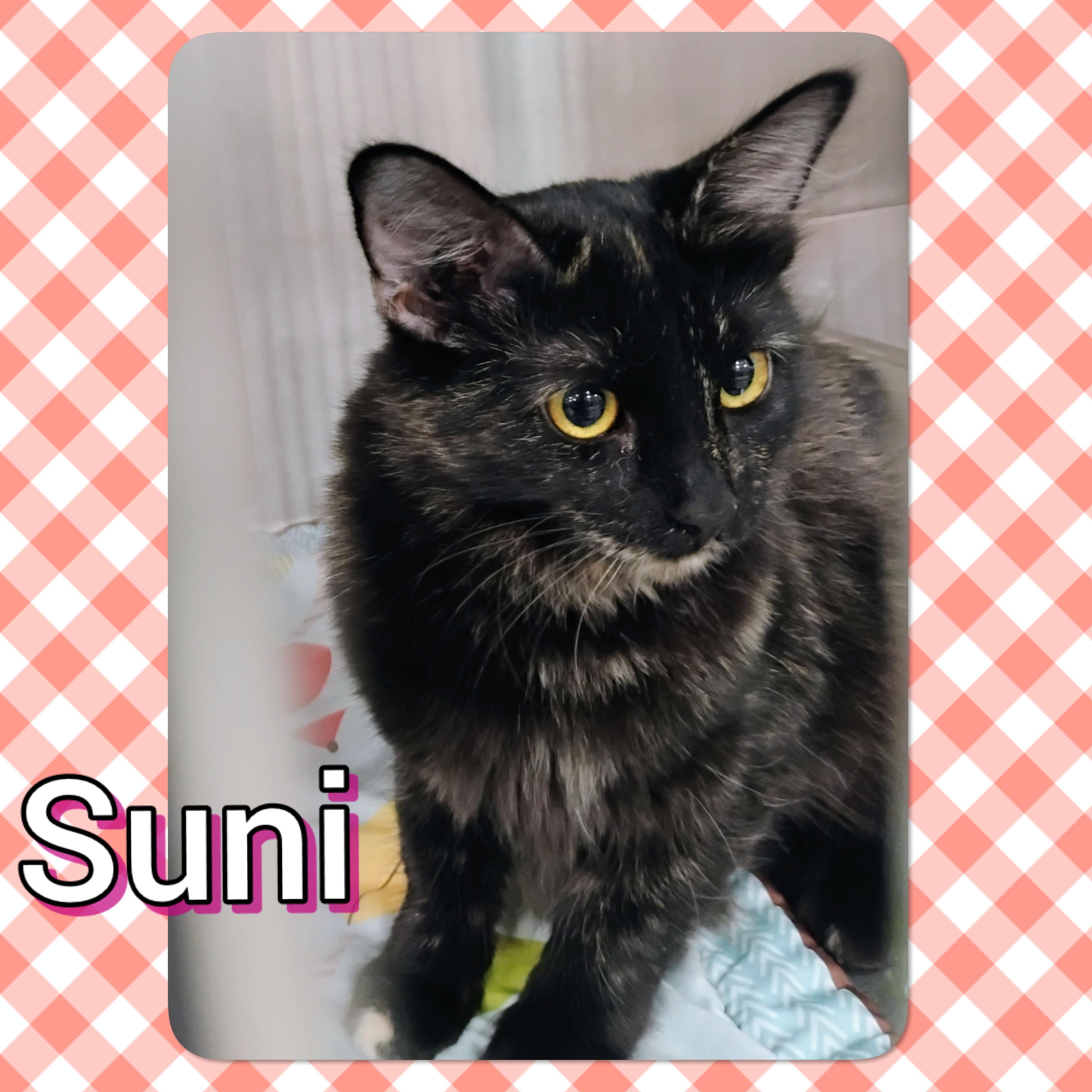 Enlarge Suni, a Adoptable Tortoiseshell in Tucson, AZ image 1/3