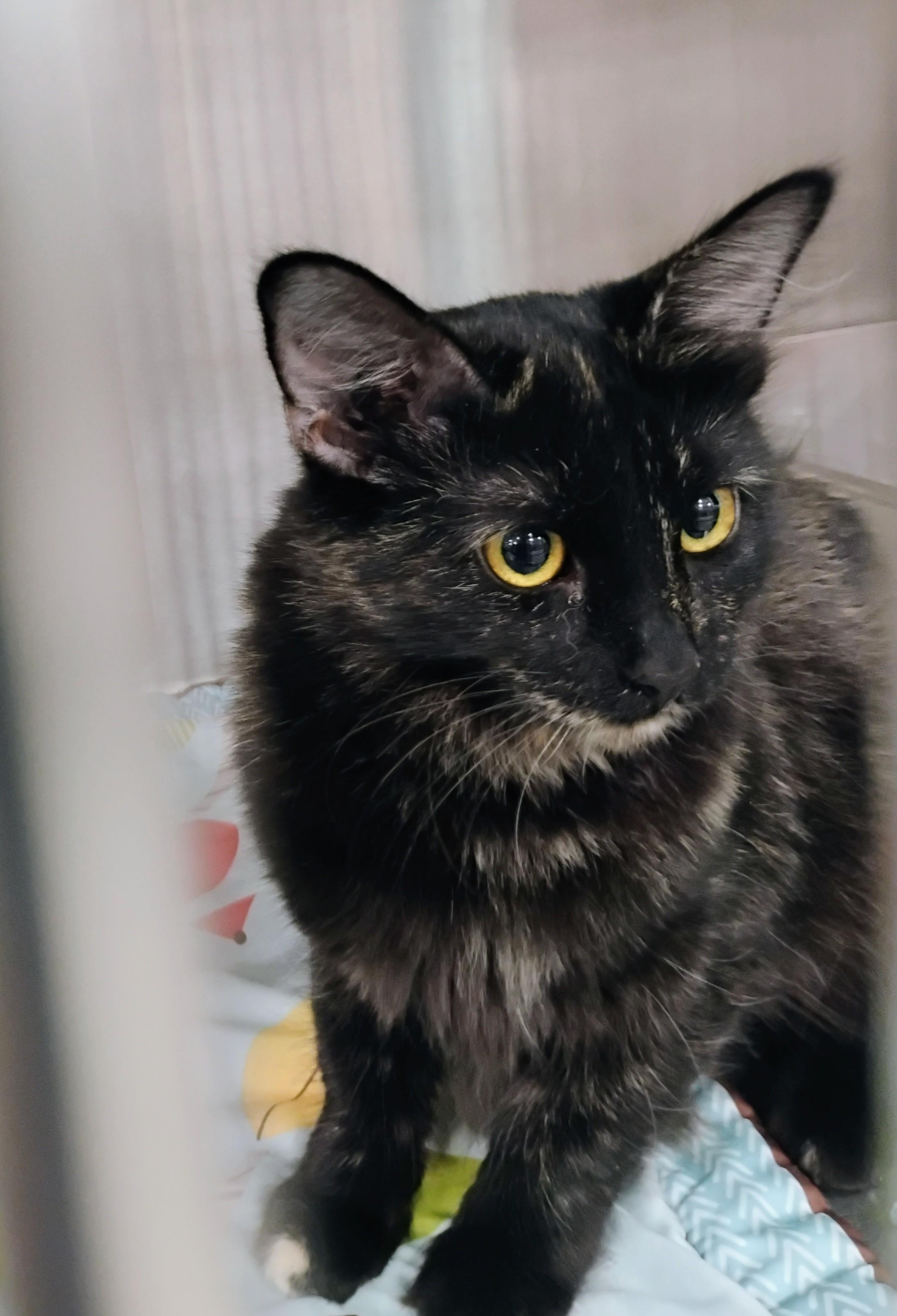 Enlarge Suni, a Adoptable Tortoiseshell in Tucson, AZ image 2/3