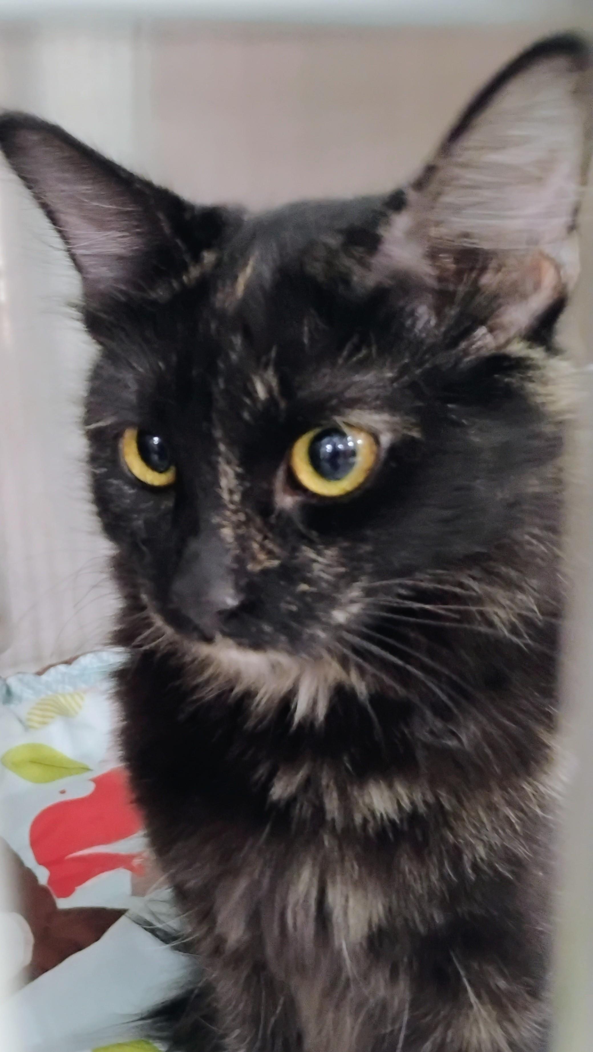 Enlarge Suni, a Adoptable Tortoiseshell in Tucson, AZ image 3/3
