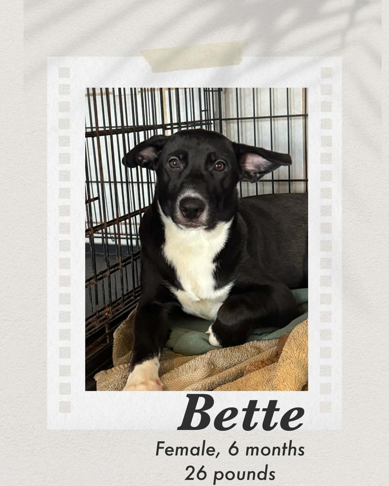 Bette, Adoptable, Puppy Female Labrador Retriever & Mountain Cur.