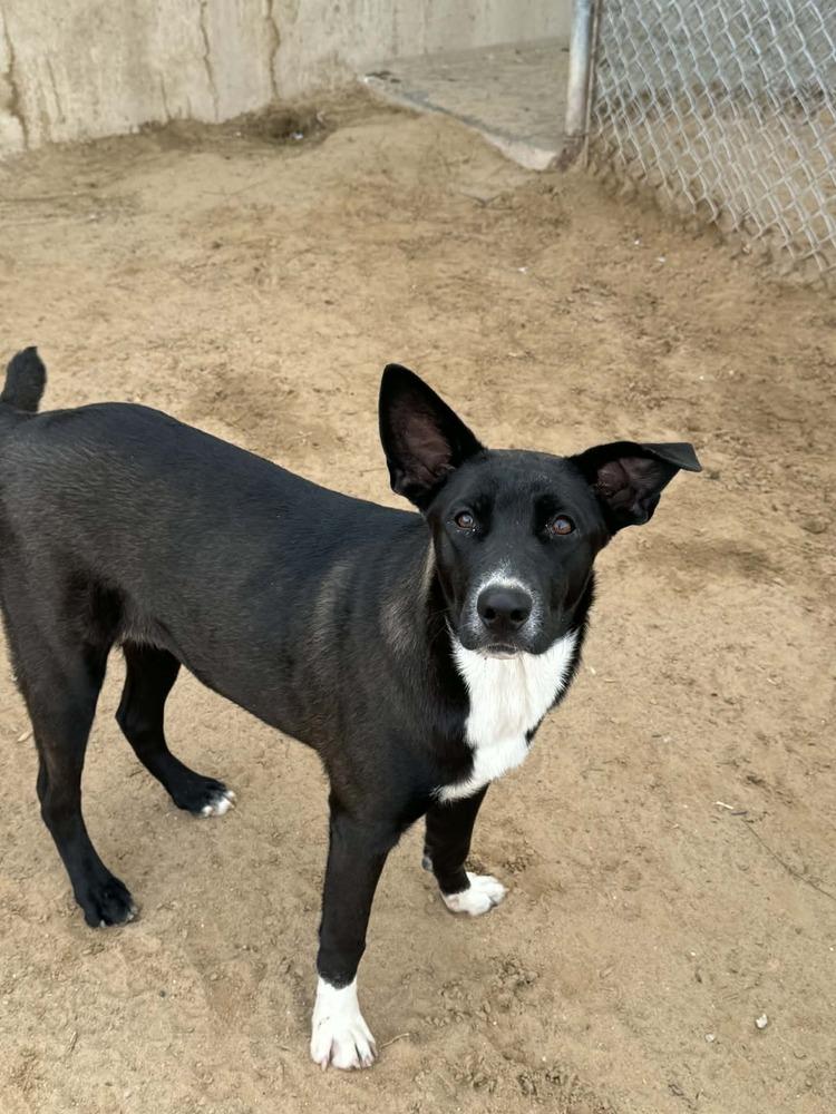 Bette, a Adoptable mixed breed in Puerto Penasco, SON image 3/3