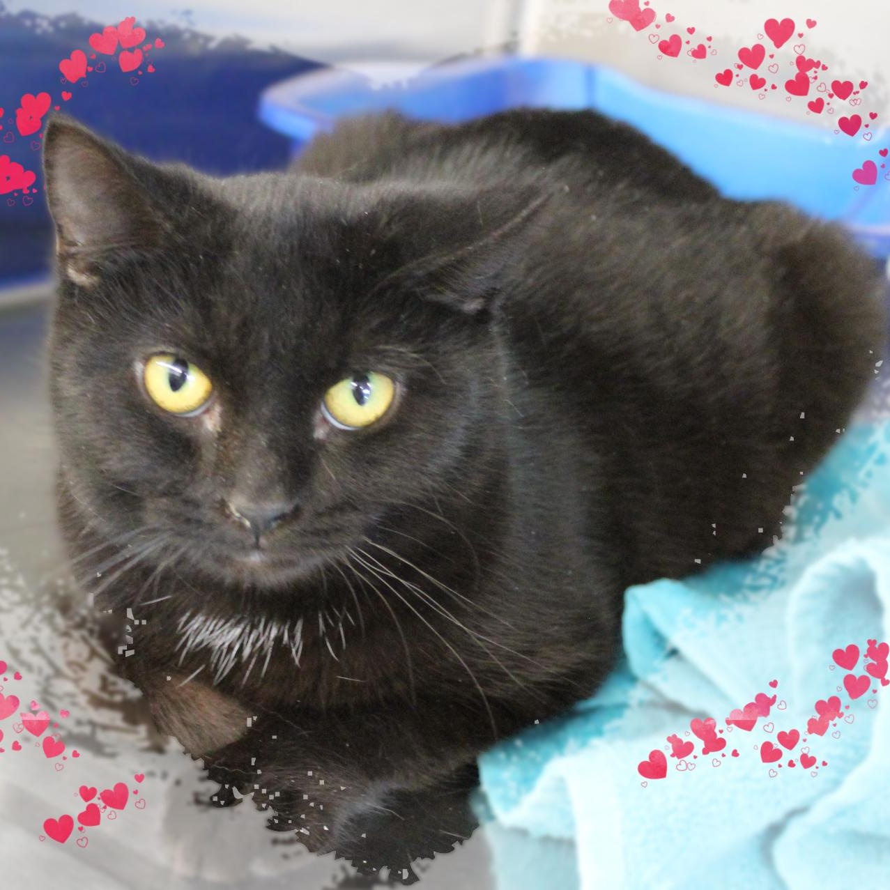 Enlarge Angela, an adopted Domestic Short Hair in Amelia, OH image 1/1