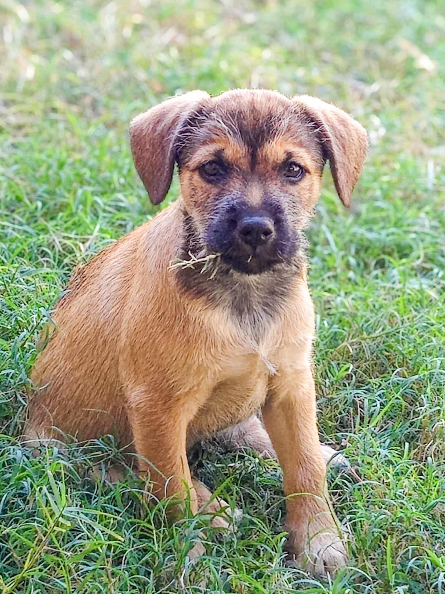 Alfalfa, Adoptable, Puppy Male Miniature Schnauzer & German Shepherd Dog.