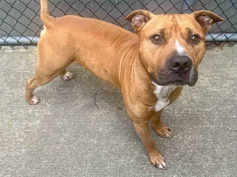 Enlarge Vernon, a ADOPTABLE Pit Bull Terrier in Chicago, IL image 4/5