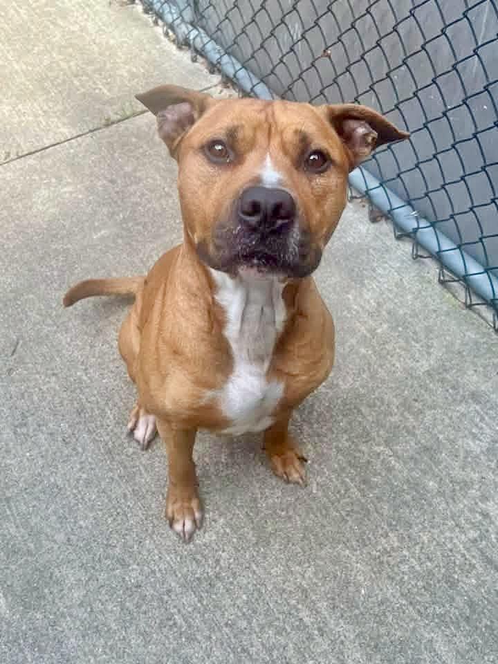 Enlarge Vernon, a ADOPTABLE Pit Bull Terrier in Chicago, IL image 2/5