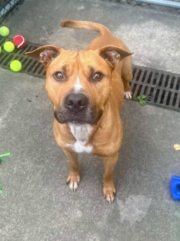 Enlarge Vernon, a ADOPTABLE Pit Bull Terrier in Chicago, IL image 3/5