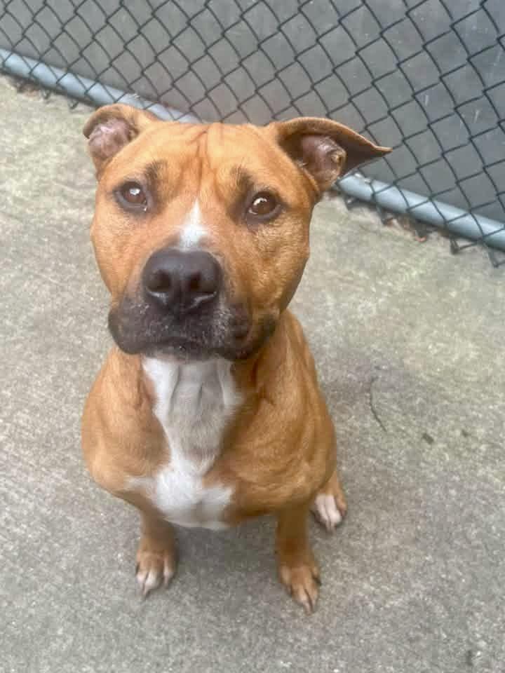 Enlarge Vernon, a ADOPTABLE Pit Bull Terrier in Chicago, IL image 1/5