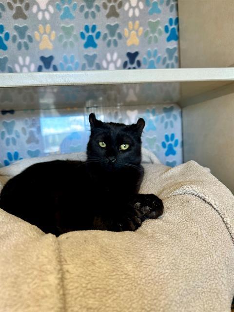 Enlarge MOUSE, a Adoptable American Curl in Frisco, CO image 1/1