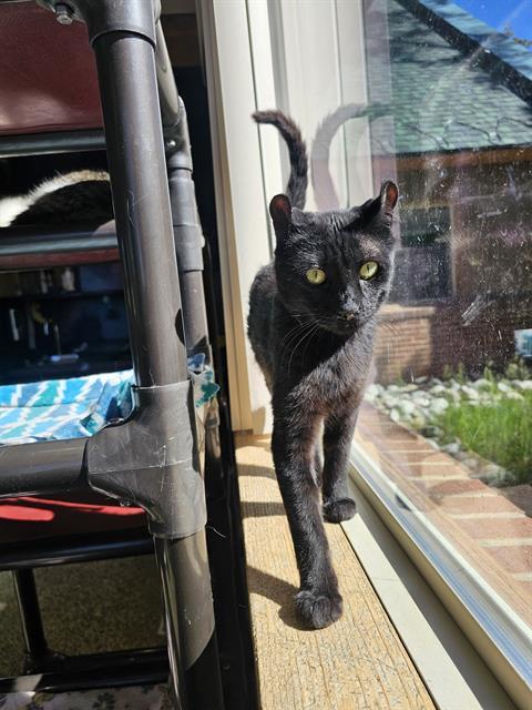 MOUSE, Adoptable, Young Male American Curl.