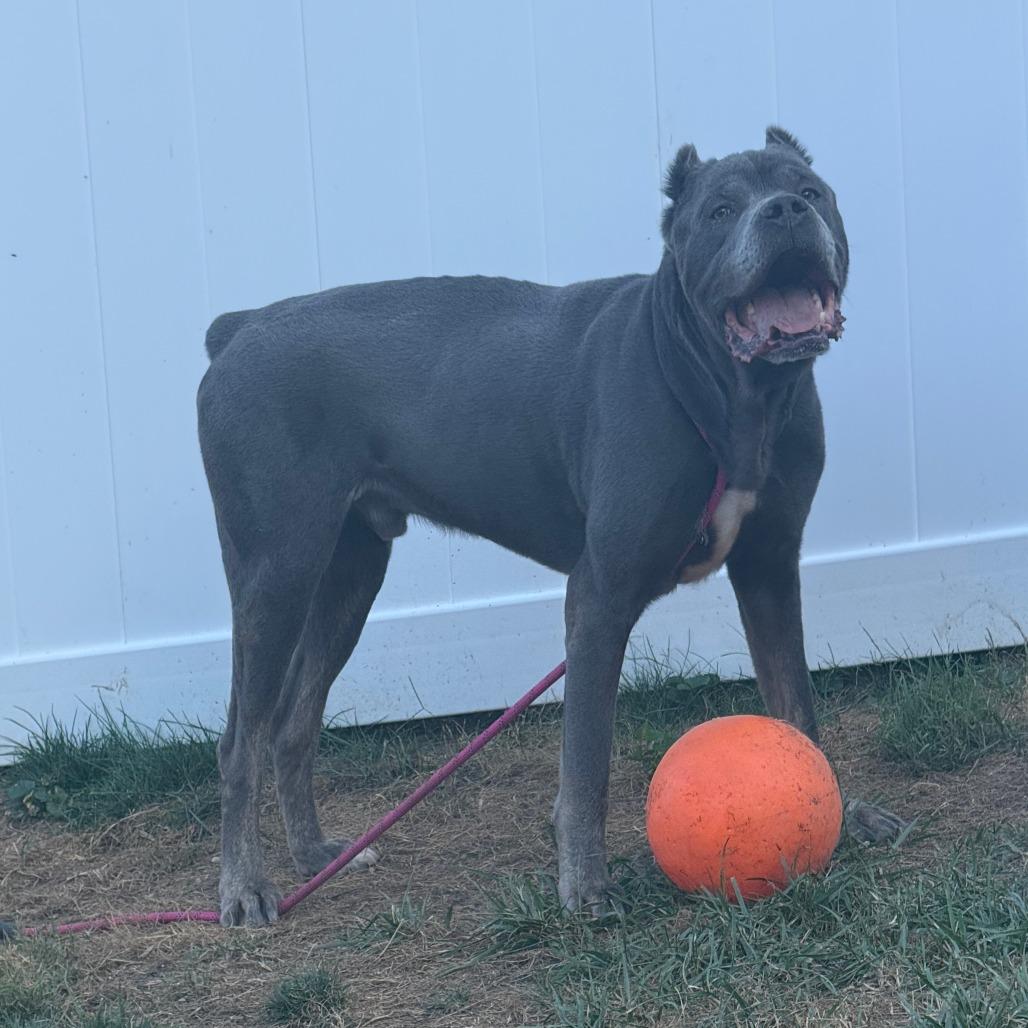 Diesel, a Adoptable Cane Corso in Mebane, NC image 1/4