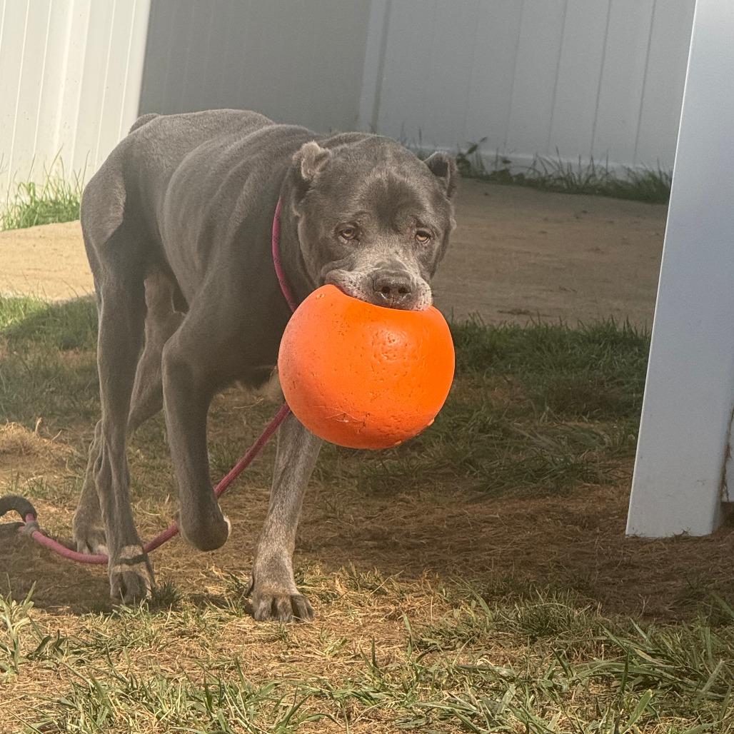 Diesel, a Adoptable Cane Corso in Mebane, NC image 2/4