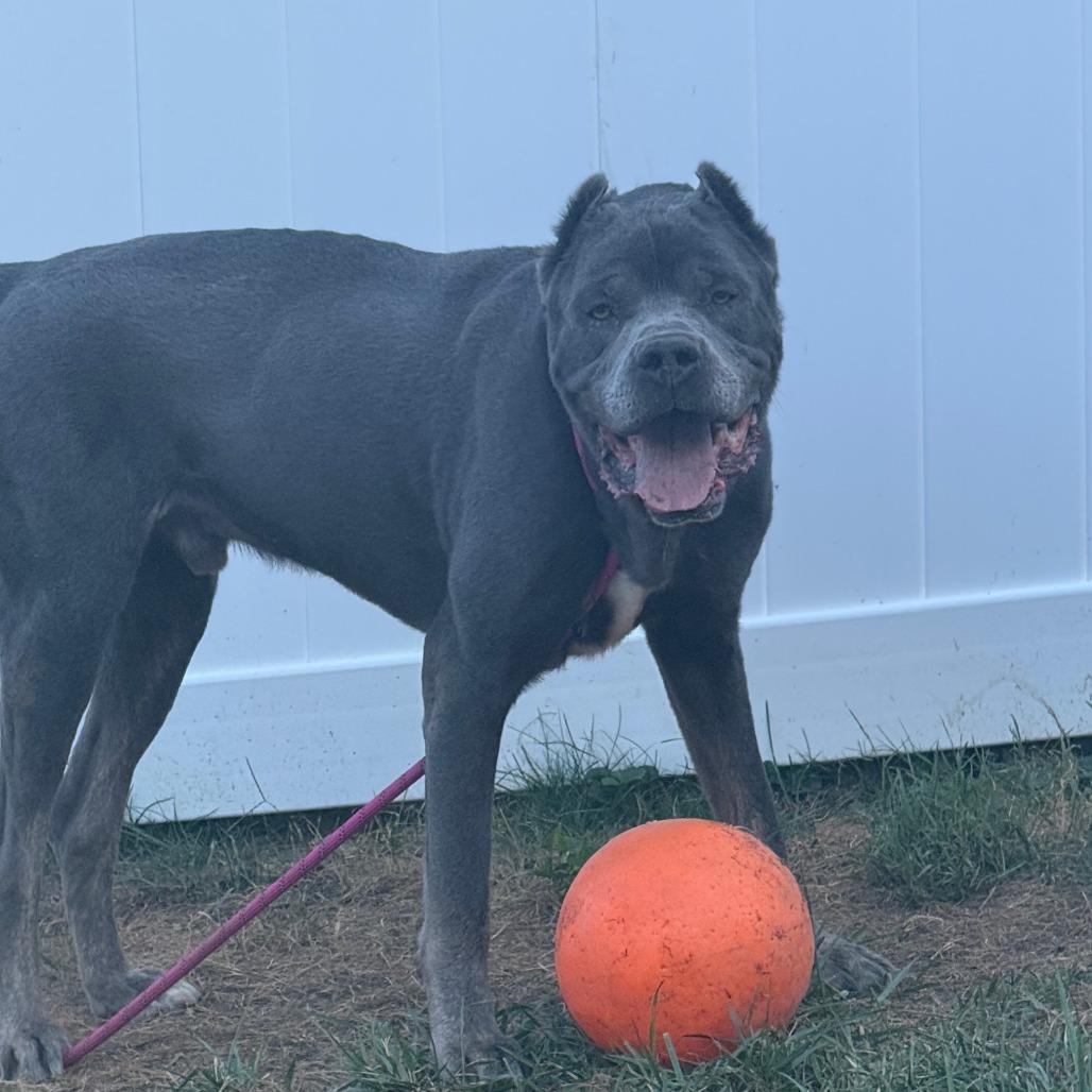 Diesel, a Adoptable Cane Corso in Mebane, NC image 3/4
