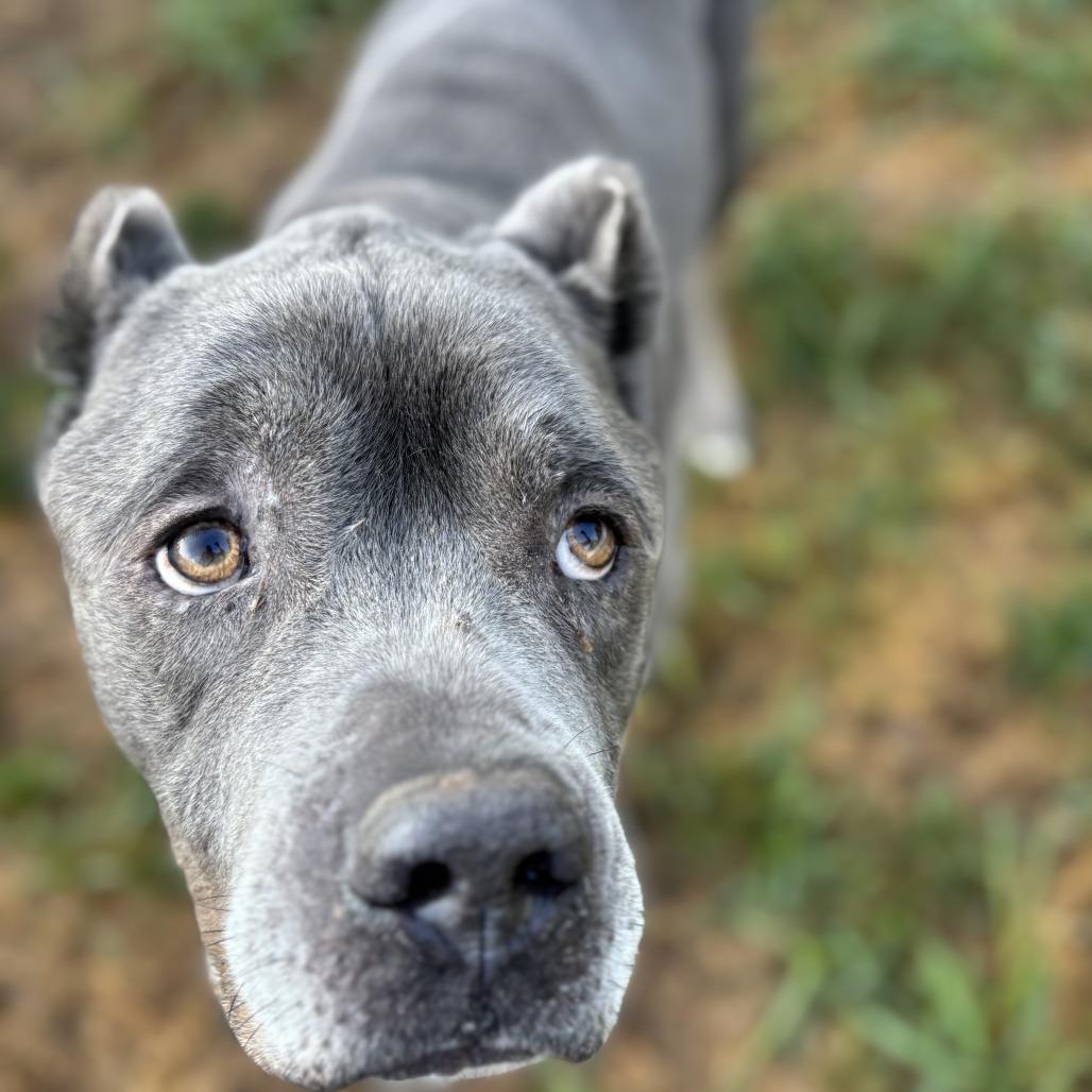 Diesel, a Adoptable Cane Corso in Mebane, NC image 4/4