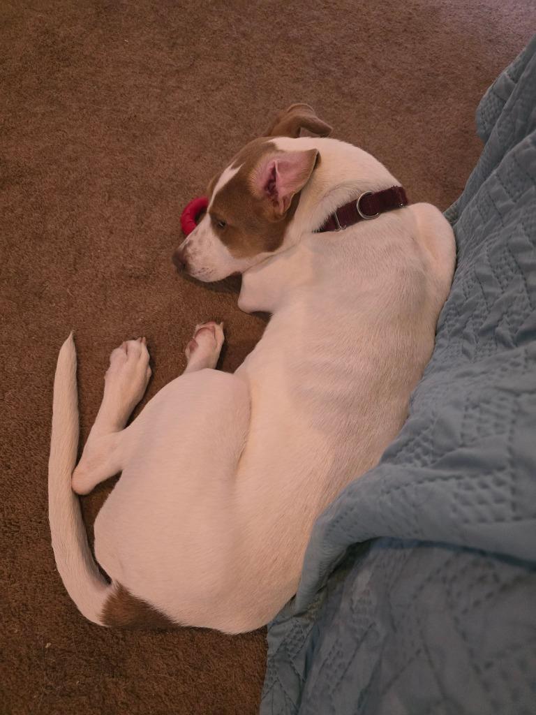 Enlarge Tamra, a Adoptable mixed breed in Blountville, TN image 2/6