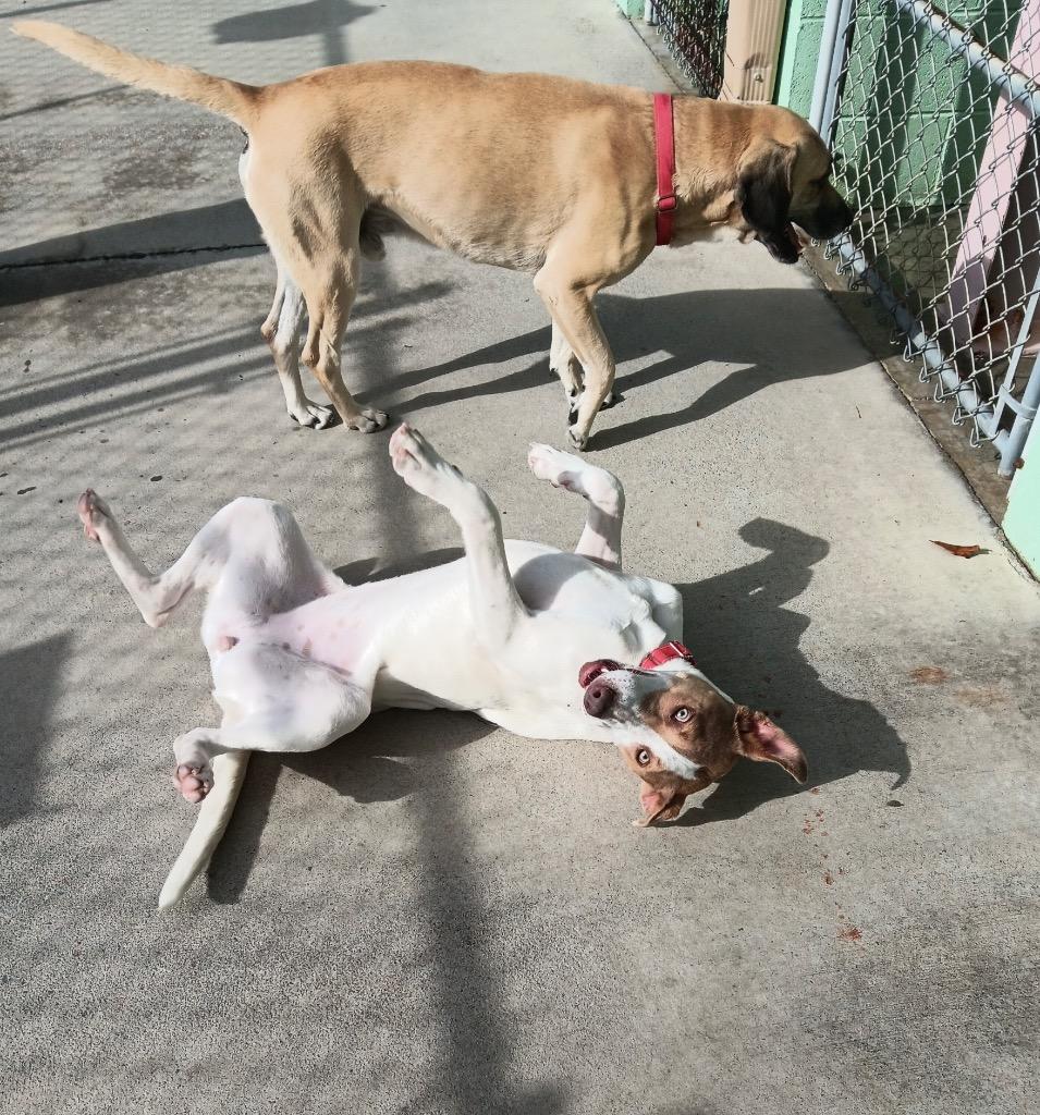 Tamra, Adoptable, Young Female Terrier & Mixed Breed.