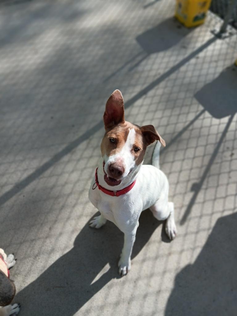 Enlarge Tamra, a Adoptable mixed breed in Blountville, TN image 2/6