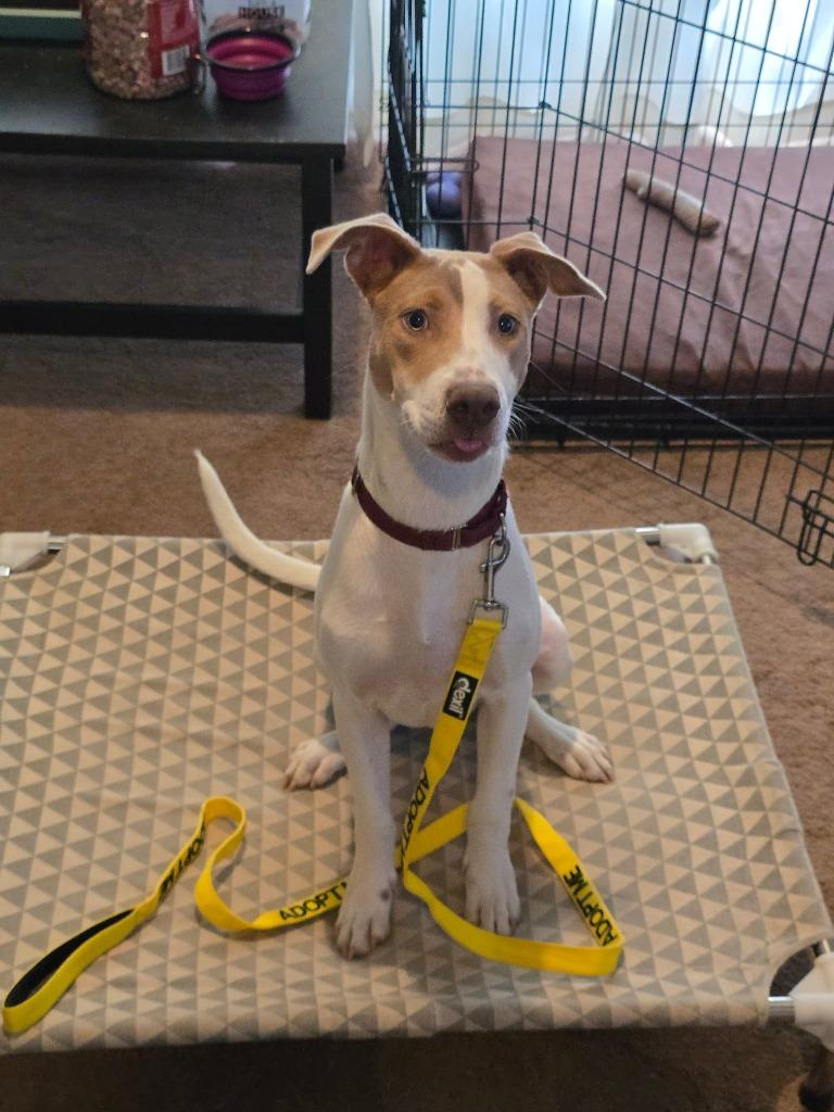 Enlarge Tamra, a Adoptable mixed breed in Blountville, TN image 4/6