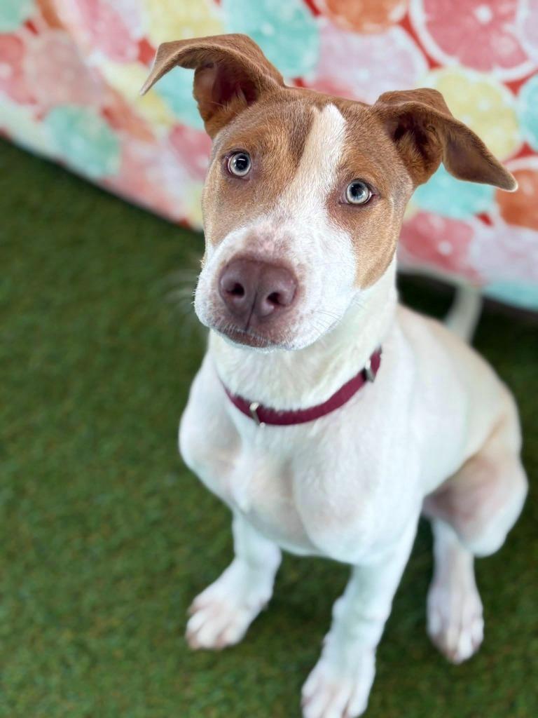 Enlarge Tamra, a Adoptable mixed breed in Blountville, TN image 5/6