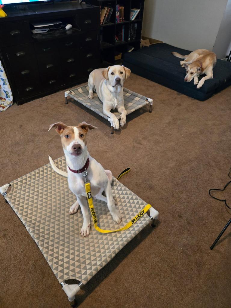 Enlarge Tamra, a Adoptable mixed breed in Blountville, TN image 6/6