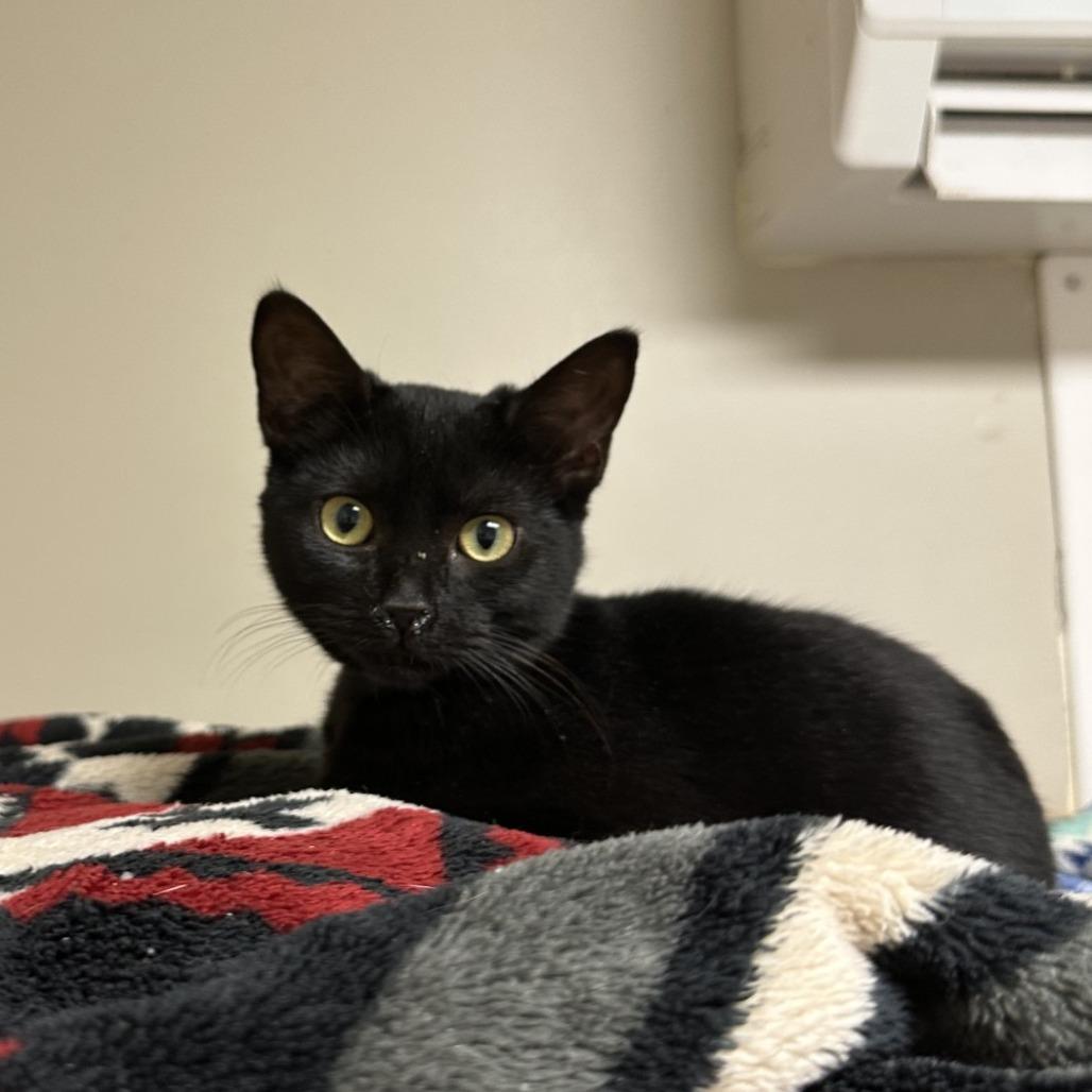 Blue, Adoptable, Young Female American Shorthair.