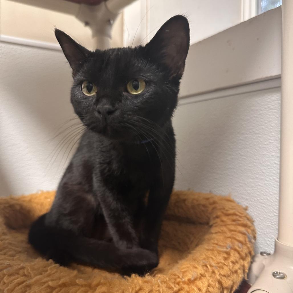 Blue, a Adoptable American Shorthair in Blue Ridge, GA image 2/3