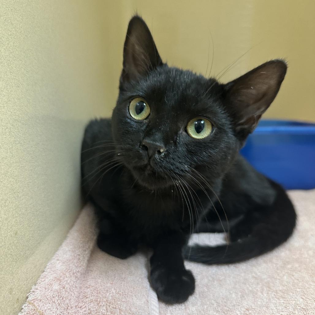 Blue, a Adoptable American Shorthair in Blue Ridge, GA image 3/3