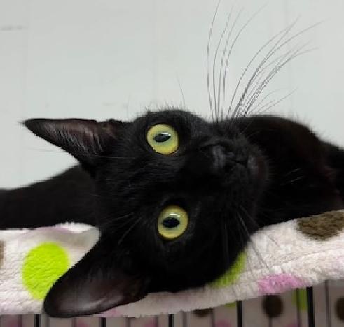 Enlarge Princess Daisy, an adopted Domestic Short Hair in Lafayette, LA image 1/6