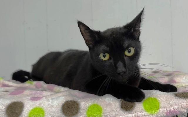 Enlarge Princess Daisy, an adopted Domestic Short Hair in Lafayette, LA image 4/6