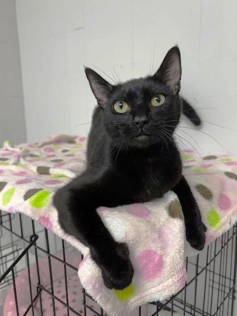 Enlarge Princess Daisy, an adopted Domestic Short Hair in Lafayette, LA image 3/6