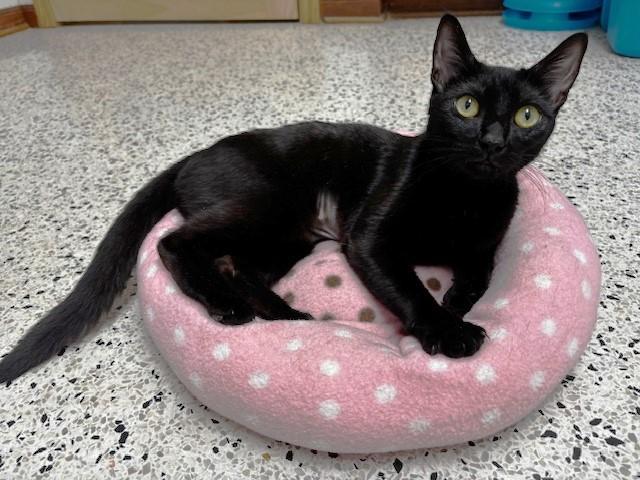 Enlarge Princess Daisy, an adopted Domestic Short Hair in Lafayette, LA image 2/6