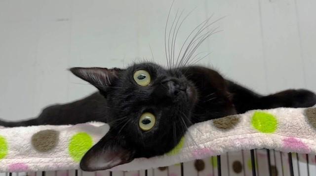 Enlarge Princess Daisy, an adopted Domestic Short Hair in Lafayette, LA image 5/6