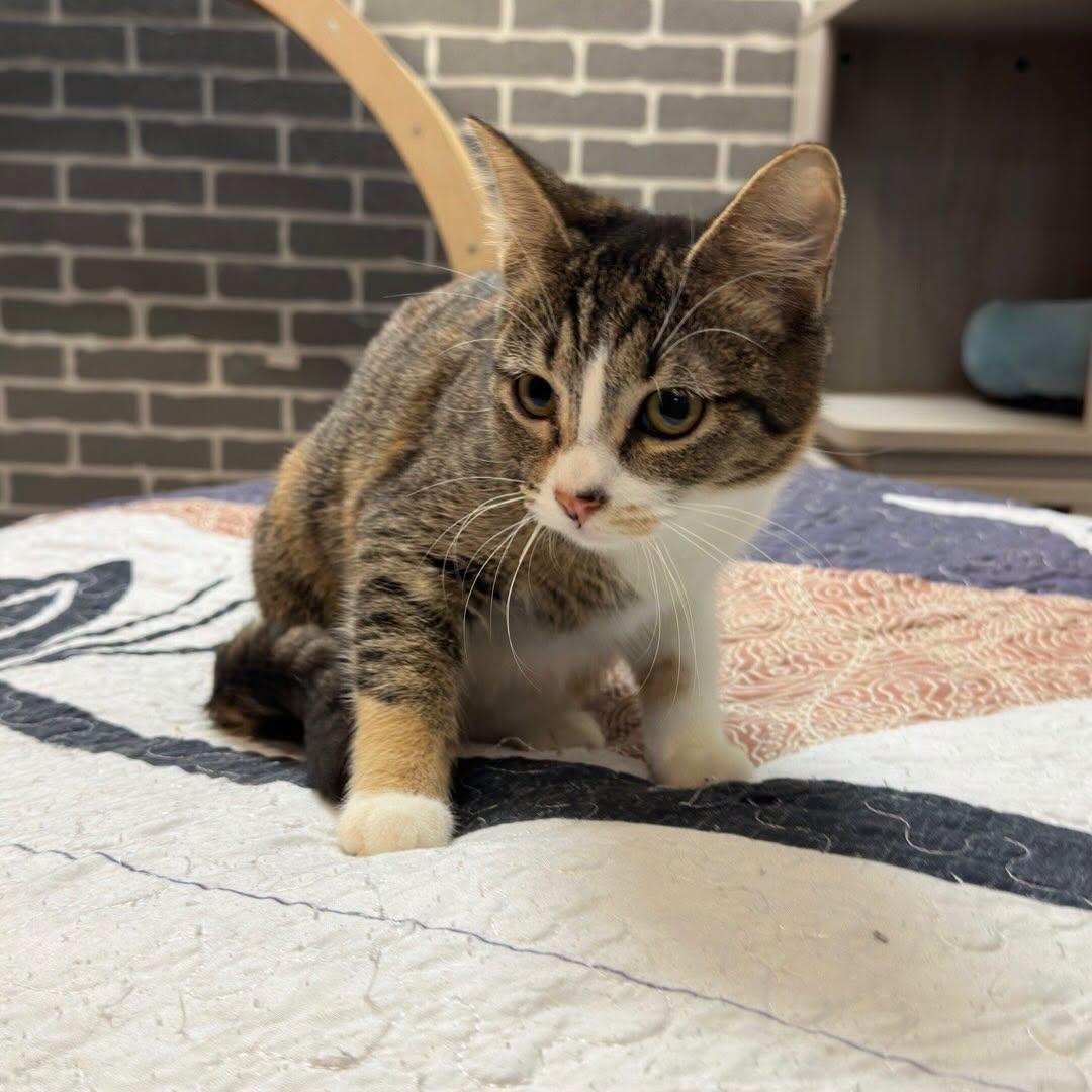 Enlarge Sally @ Fat Cat Cafe, a ADOPTABLE mixed breed in Tallahassee, FL image 2/3