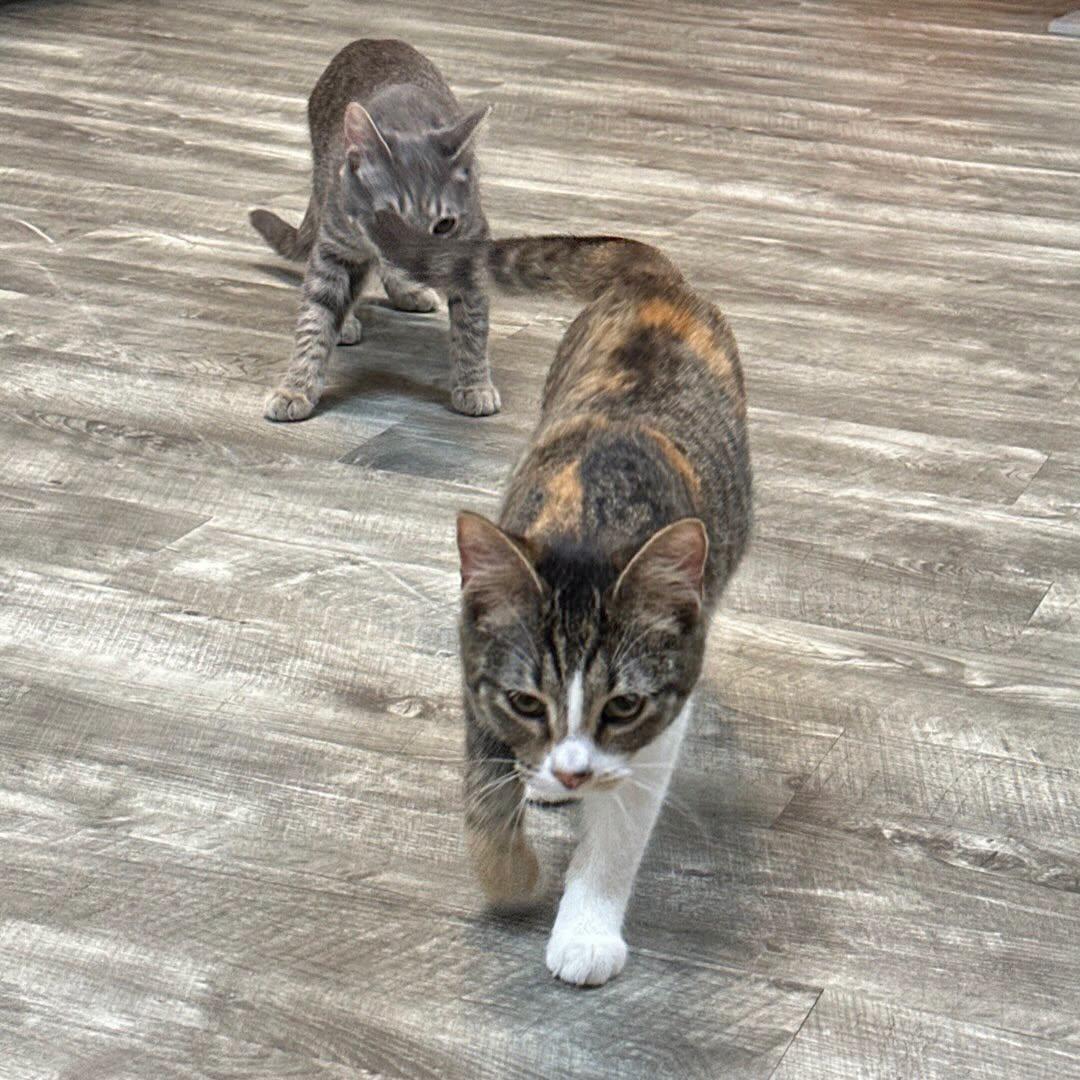 Enlarge Sally @ Fat Cat Cafe, a ADOPTABLE mixed breed in Tallahassee, FL image 3/3