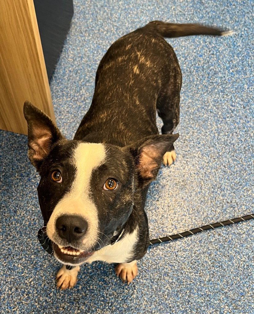 26-292 Dash, Adoptable, Adult Male Pit Bull Terrier.