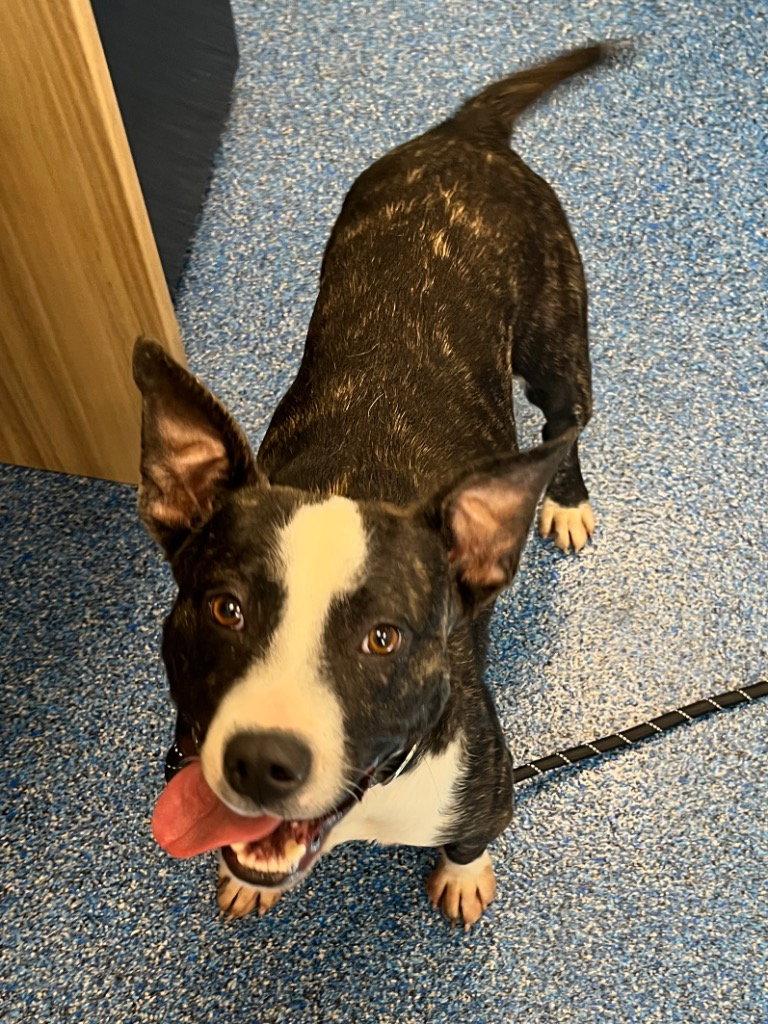 Enlarge 26-292 Dash, a Adoptable Pit Bull Terrier in Tarboro, NC image 2/3