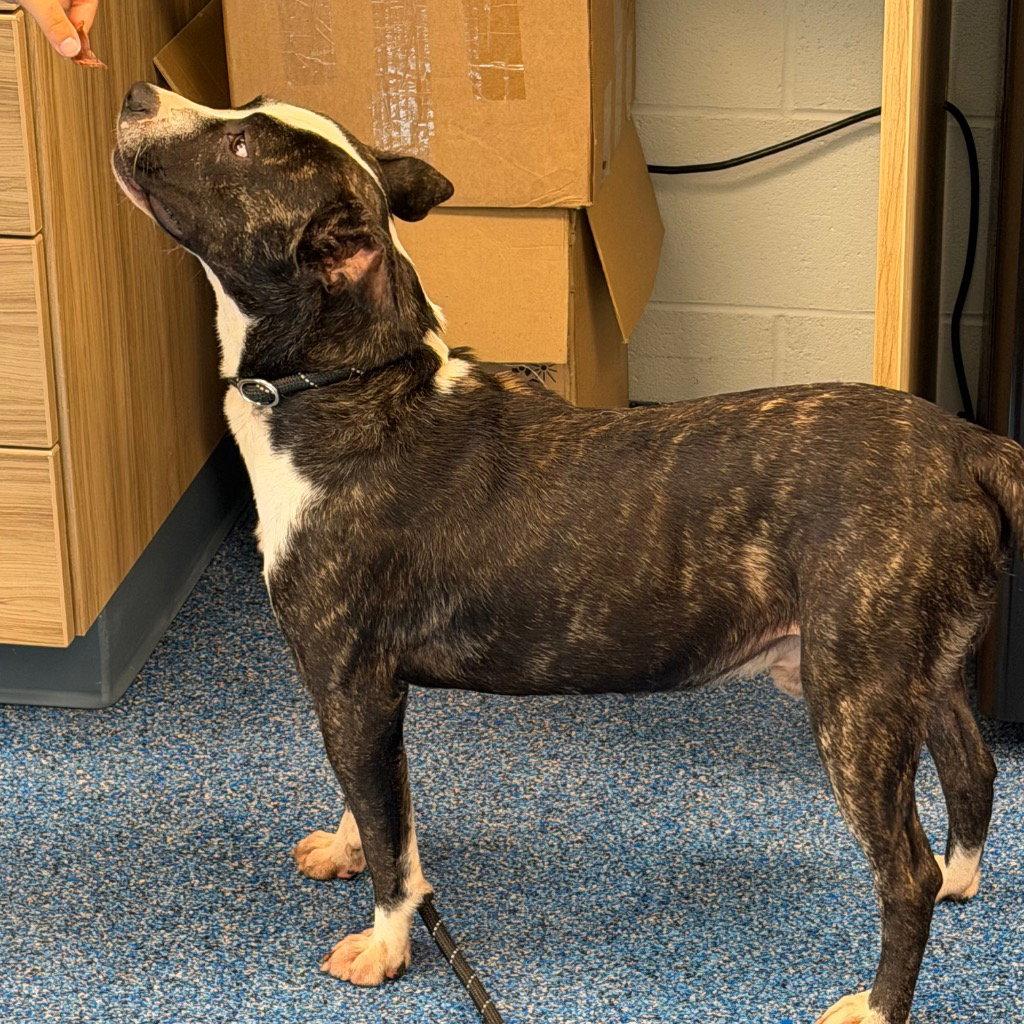 Enlarge 26-292 Dash, a Adoptable Pit Bull Terrier in Tarboro, NC image 3/3