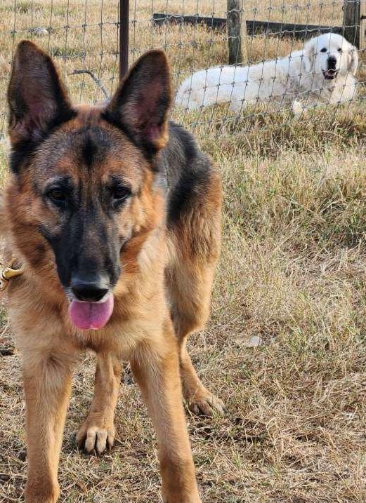Lila, a Adoptable German Shepherd Dog in Dale, TX image 4/4