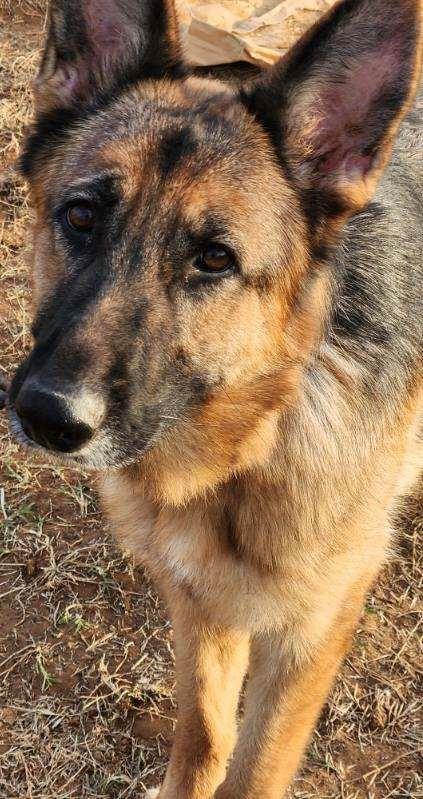 Lila, a Adoptable German Shepherd Dog in Dale, TX image 3/4