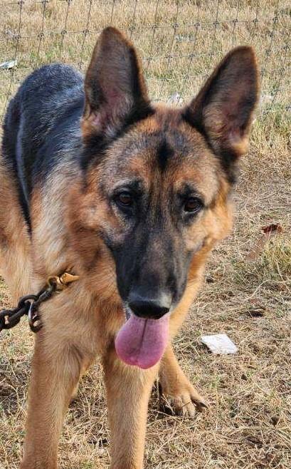 Lila, a Adoptable German Shepherd Dog in Dale, TX image 1/4