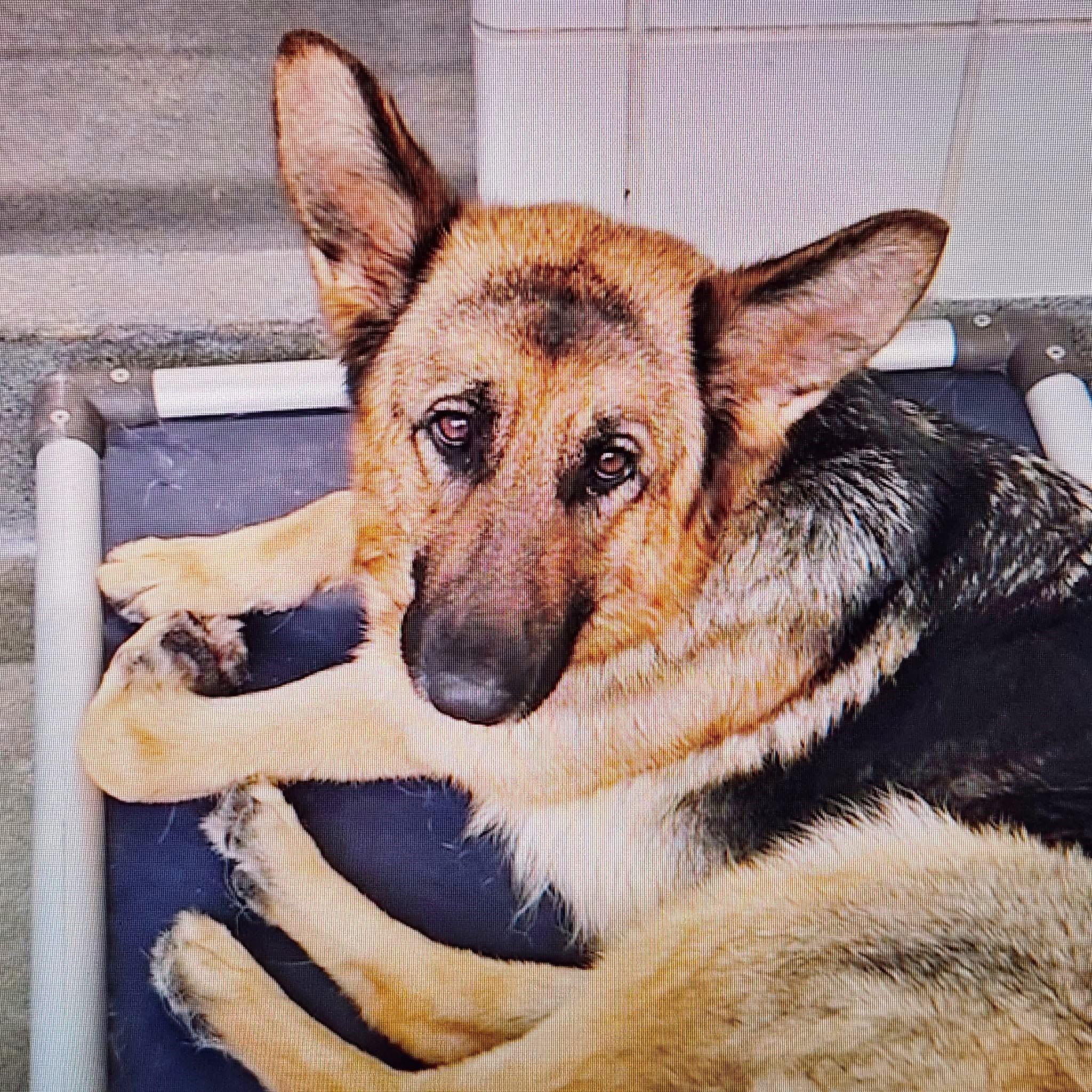 Lila, a Adoptable German Shepherd Dog in Dale, TX image 2/4