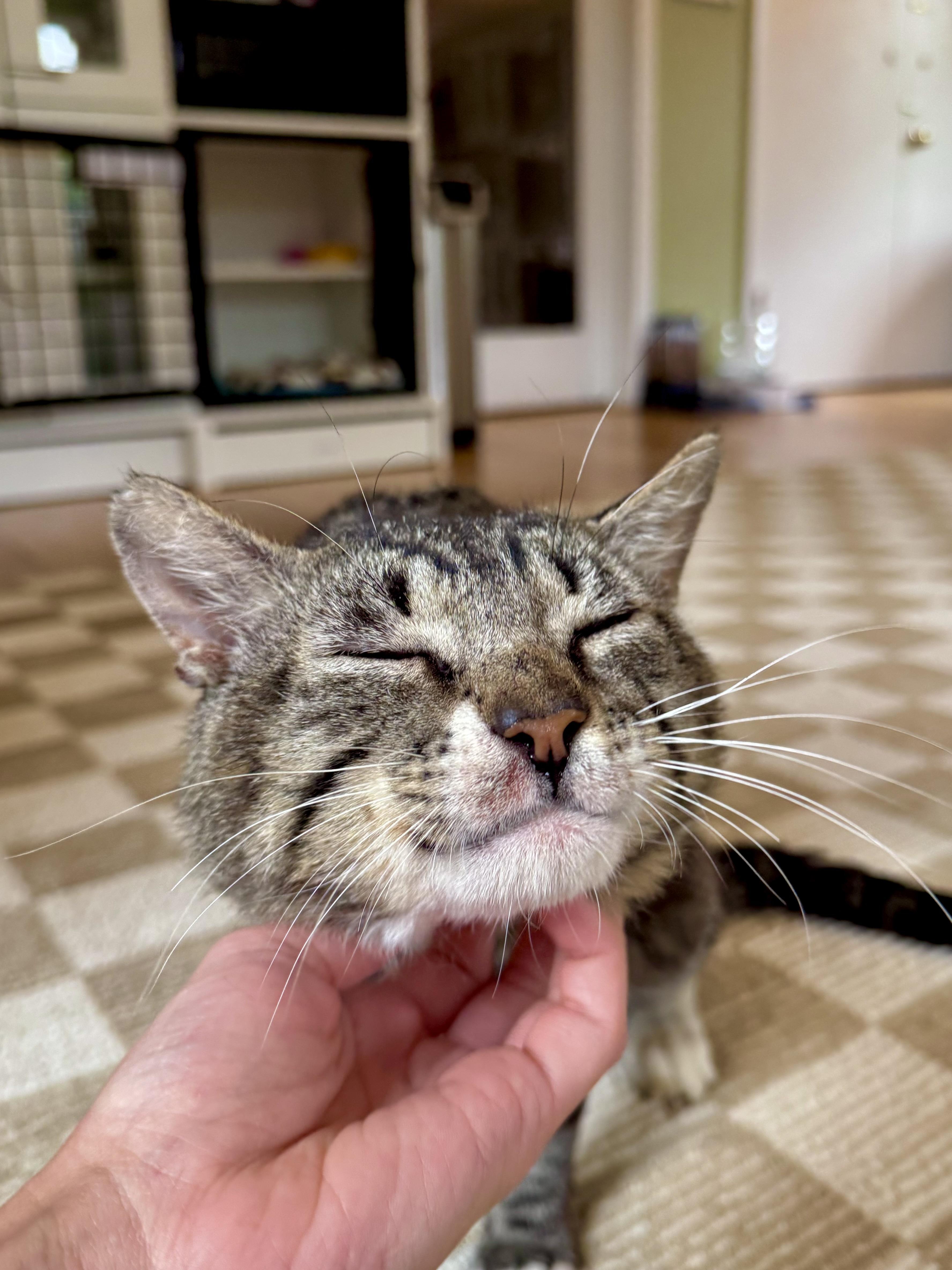 Enlarge Monty, a ADOPTABLE Domestic Short Hair in Ramsey, NJ image 3/5