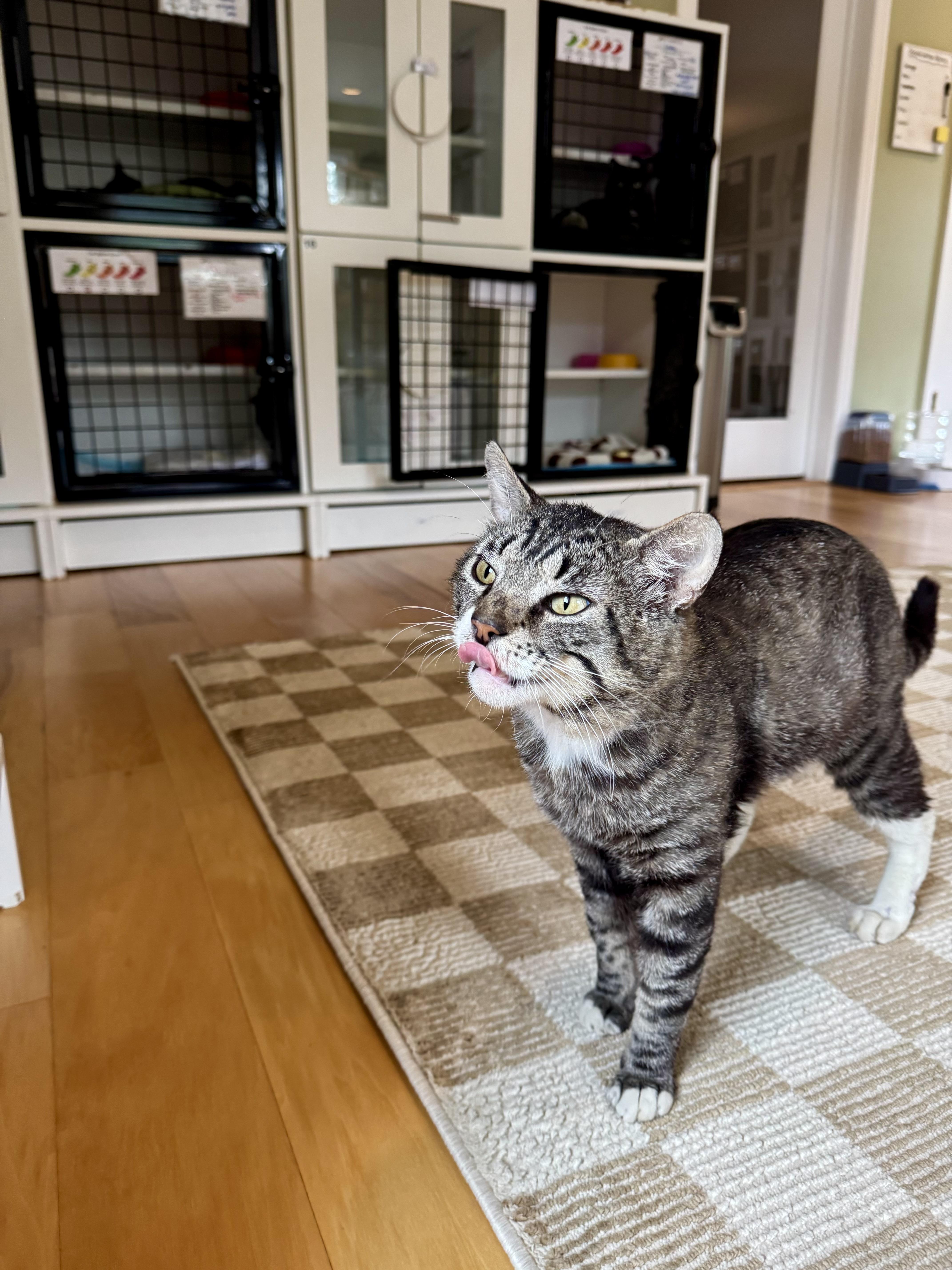 Enlarge Monty, a ADOPTABLE Domestic Short Hair in Ramsey, NJ image 5/5