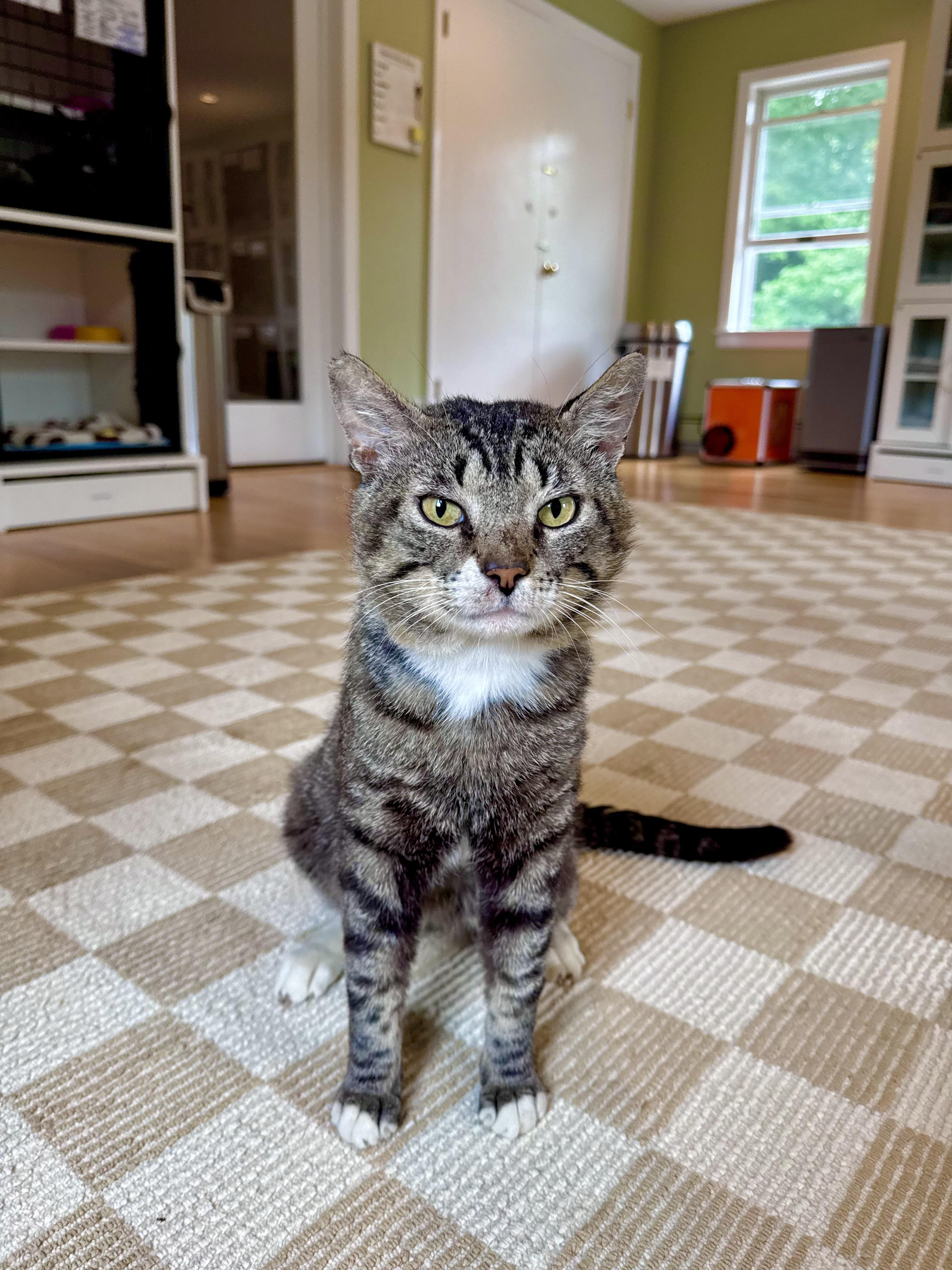 Enlarge Monty, a ADOPTABLE Domestic Short Hair in Ramsey, NJ image 1/5