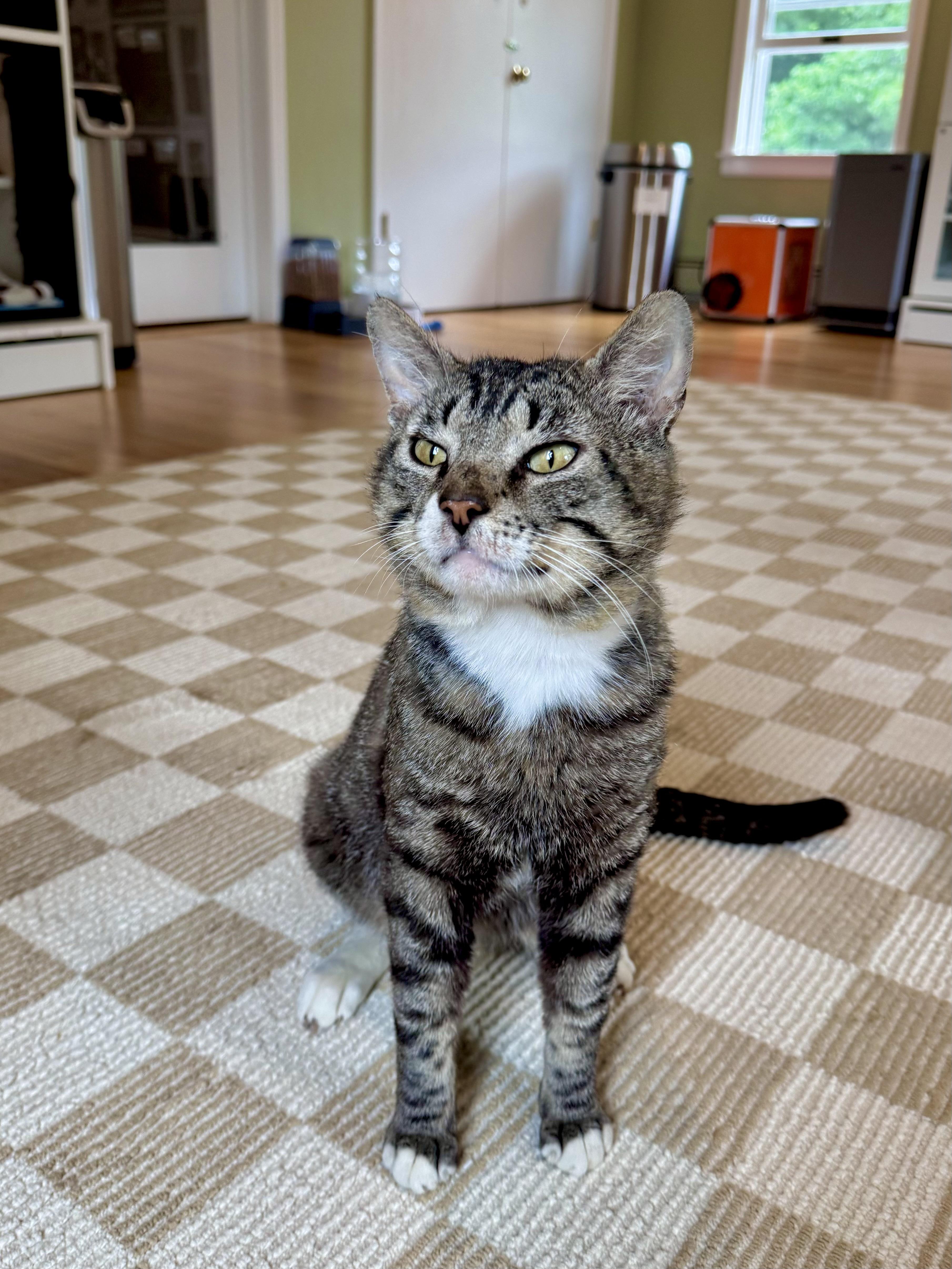 Enlarge Monty, a ADOPTABLE Domestic Short Hair in Ramsey, NJ image 2/5