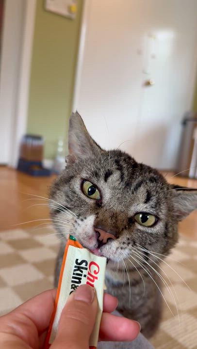 Enlarge Monty, a ADOPTABLE Domestic Short Hair in Ramsey, NJ video 4/5