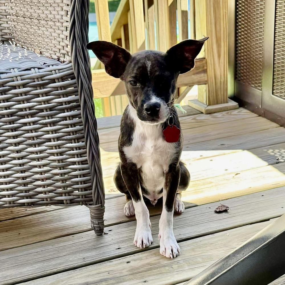 George, Adoptable, Puppy Male Mixed Breed.