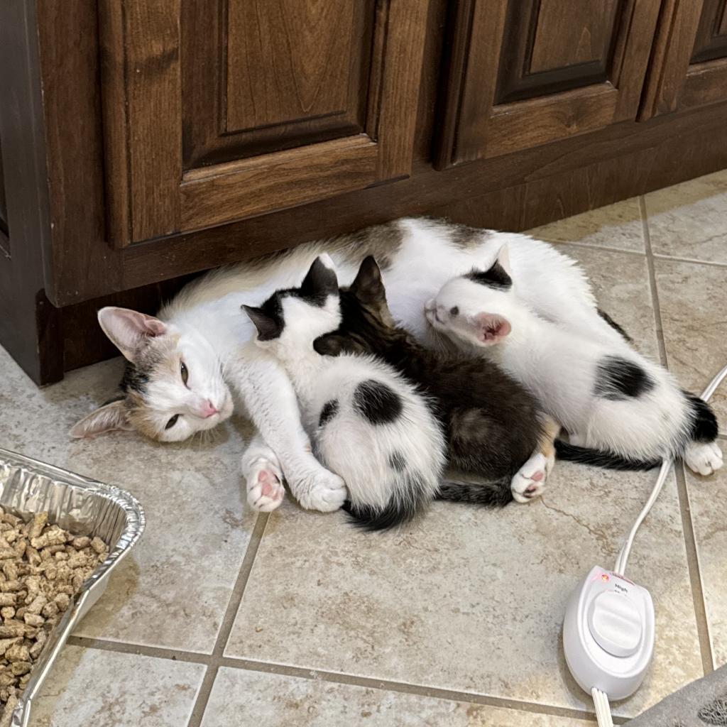 Cat for adoption Chianti, a Domestic Short Hair in Orange, CT Petfinder