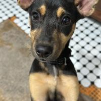 Jonesie, ADOPTABLE, Puppy Female Mixed Breed.