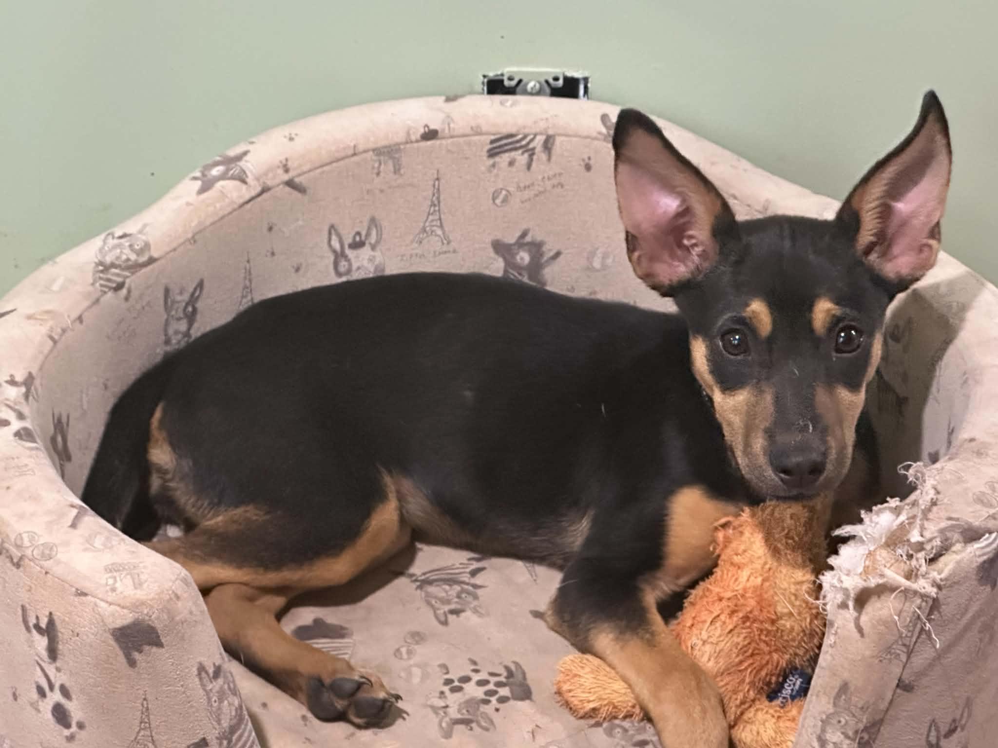 Jonesie, a ADOPTABLE mixed breed in Albany, NY image 2/2